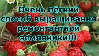 ВЫРАЩИВАНИЕ ЗЕМЛЯНИКИ СЕМЕНАМИ-ОТ ПОСЕВА ДО ПИКИРОВКИ РАССАДЫ!