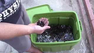 Worm Composting update #1 - The Good, The Bad and The Slimey