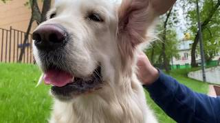 Miss Alya Golden Retriever has started seasonal shedding. Алю чешут, у нее началась сезонная линька.