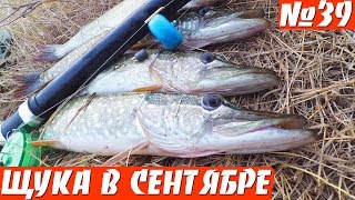Щука на поплавок в конце сентября