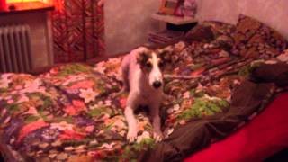 Petrusjka the borzoi