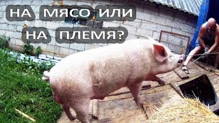 ПОГРУЗИЛИ БОЛЬШОГО ХРЯКА С ПОМОЩЬЮ СОБАКИ ОВЧАРКИ!