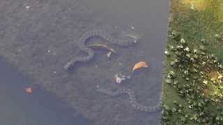 Water Snake at Sungei Buloh