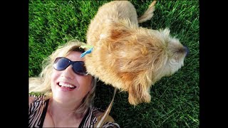 Desi's Day -  (My Little Schweenie Dog Vlogs For Me)