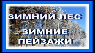 ЗИМНИЙ ЛЕС зимний пейзаж