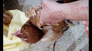 Slaughter education video...