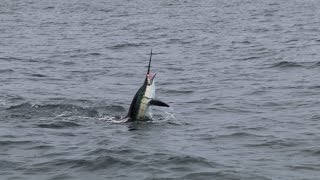 Fly Fishing for Sailfish Kuala Rompin