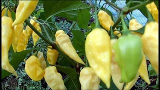 White Naga. Белый Нага.