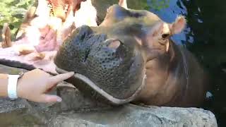 Home Safari - Zoofari Edition - Hippos Fiona & Bibi
