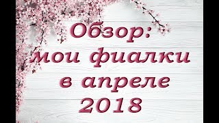 ОБЗОР:мои ФИАЛКИ в АПРЕЛЕ (2018)