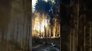 Валка леса - эффект домино