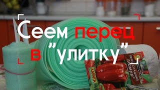Сеем перец в "улитку".