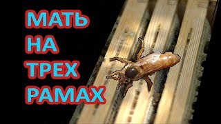 Пчеловодство: Ограничение матки на трех рамках. Вторая серия. "Заложат ли маточник?" #Пчеловодство