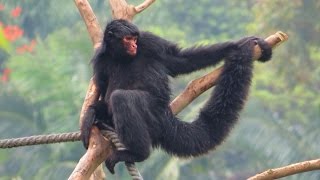 Сингапур, зоопарк паукообразная обезьяна. Singapore, zoo. Приколы про животных.