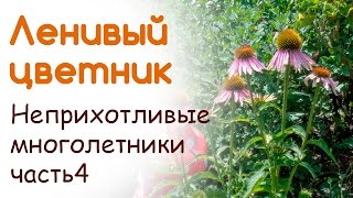 Неприхтливые многолетники. Рудбекия, Эхиноцея, Гелениум. Размножение и уход.