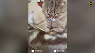 Very funny and cute?| most hilarious animals???|compilation