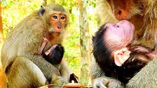Congrant! Young Mom Delivers Her First Newborn Baby Monkeys, Baby Face Purple Color!