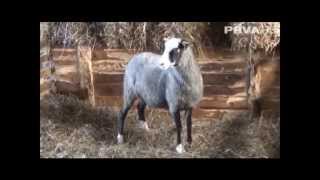 Romanovska jagnjad - Romanov lambs - Романовская порода овец