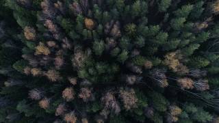 4К drone - Лосиный остров, Лосиная биостанция