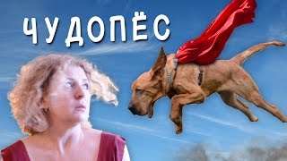 ЧУДОПЁС [VLOG]
