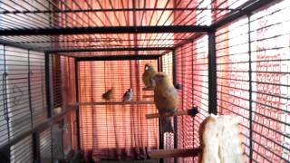 Линька Большая клетка Вольер для певчих птиц  birds Triol 81x47x176 см 5005  Pine Grosbeak Crossbill
