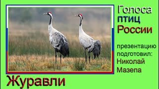Журавли. Голоса птиц России