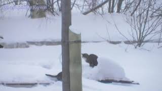 Кошки.