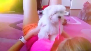 Hot Babe plays with Dog ~ Funny Sexy Video of Cam Girl!!!