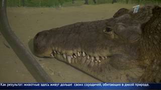 Обезьян алматинского зоопарка теперь можно увидеть и зимой