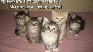 complaint cat жалоба кошки plainte chat  HD