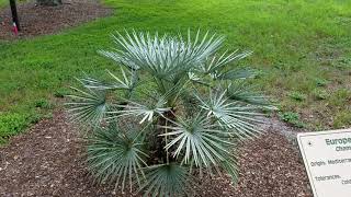 Chamaerops humilis "cerifera" - The Silver Mediterranean Fan Palm from Morocco.