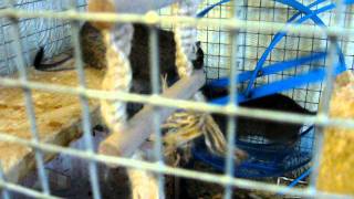 NOISY DEGUS