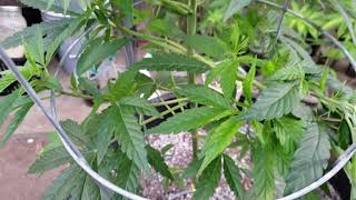 Así Vamos Con El Nuevo Cultivo De Marihuana Gas Og