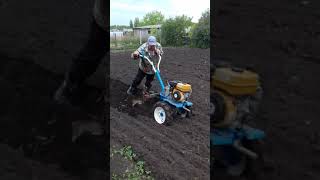 Мотоблок Нева,подготовка посадки картофеля!картошка без лопаты!