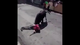 Бык убивает зрителя в Гаусин