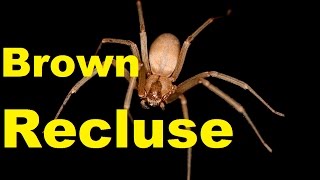 Top 10 SHOCKING Brown Recluse Spider Facts | Brown Recluse Bite | 2017 | TheCoolFactShow EP3