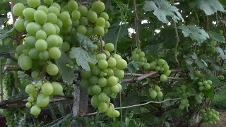 Де садити виноград. Вплив місця посадки на ріст куща