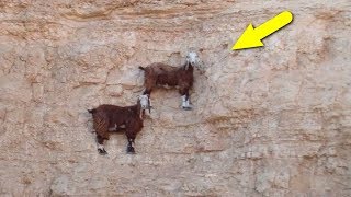 Удивительные способности животных