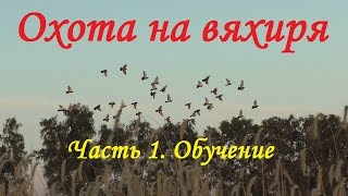 Охота на вяхиря Часть 1: Подготовка скрадка и советы.