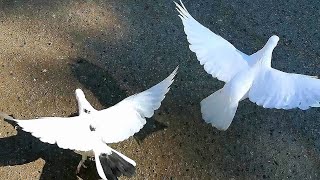 Завёз голубей а там сапсан. He brought pigeons and there Peregrine Falcon