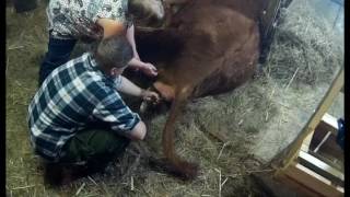 ОТЁЛ // Принимаем роды // Жизнь в деревне