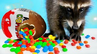ОГРОМНЫЙ КИНДЕР полный M&MS для ЕНОТА ХАЙПА