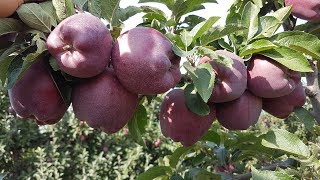 Apple JEROMINE  /Яблоко Джеромине