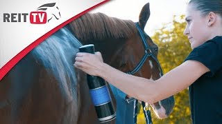 Pferde - Fellpflege in den warmen Monaten