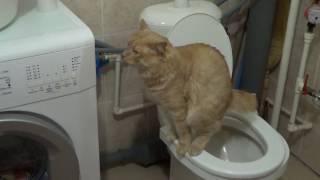 Курильский бобтейл Рикки ходит в туалет на унитаз Kurilian Bobtail Ricky goes to the toilet