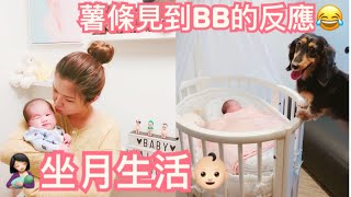 坐月生活VLOG?薯條初見BB?爸爸被噴屎?坐月餐 | 餵母乳的辛酸 | cheerS beauty【中字】