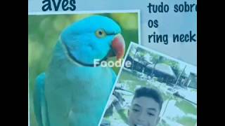 Tudo sobre os ring necks!(Canal Mundo das aves)