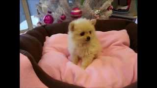 Satılık Pomerian boo Yavrusu | Pomerian Yavruları | 05374049644