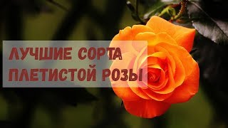 Лучшие сорта плетистых роз, цветущих всё лето