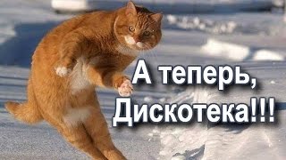 Коты танцуют и поют!